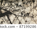 Silhouette created by sunlight / Shadow of dead branches reflected on a block wall (city snap) 87199286