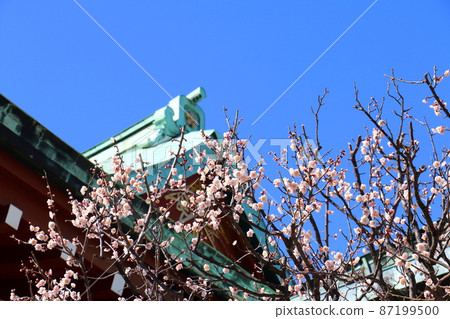 龜戶天神梅花節梅，龜戶，江東區，東京 87199500