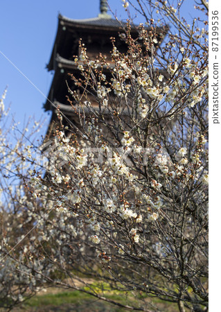 Five-storied pagoda overlooking the white plum blossoms Five-storied pagoda overlooking the white plum blossoms 87199536