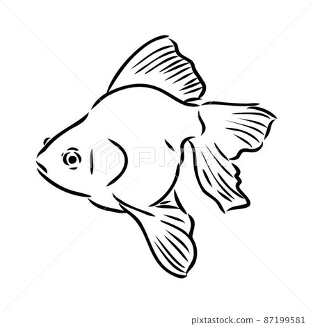 goldfish , hand drawing, vector illustration isolated on white background aquarium fish vector 87199581