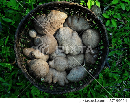 Nervilia aragoana Thai yam head in basket.Thai herb yam in basket Nervilia aragoana Thai yam head in basket.Thai herb yam in basket 87199624