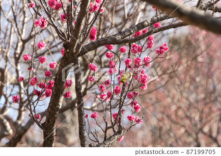 Plum blossom and Japanese white-eye Chiba prefecture Japan Plum blossom and Japanese white-eye Chiba prefecture Japan 87199705