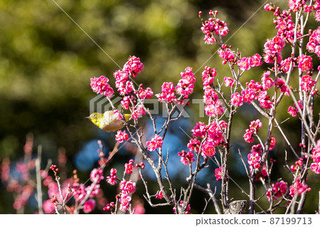 梅花和日本白眼千葉縣日本 梅花和日本白眼千葉縣日本 87199713