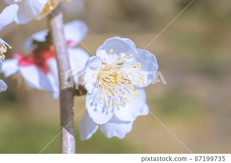Plum blossom Plum blossom 87199735