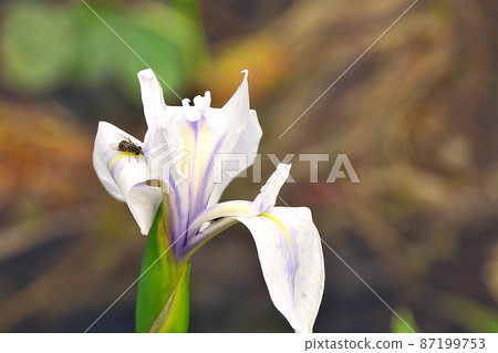 Hoverfly perched on the petals of white iris in the Midoro-ga Pond, Kyoto Hoverfly perched on the petals of white iris in the Midoro-ga Pond, Kyoto 87199753