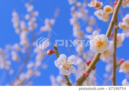 Plum blossom Plum blossom 87199754