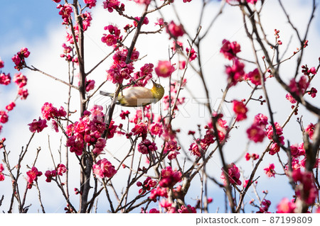 Plum blossom and Japanese white-eye Chiba prefecture Japan Plum blossom and Japanese white-eye Chiba prefecture Japan 87199809