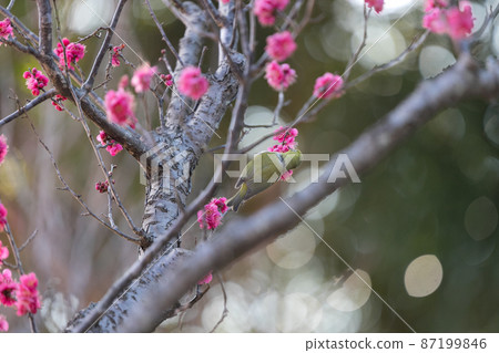 梅花和日本白眼千葉縣日本 87199846