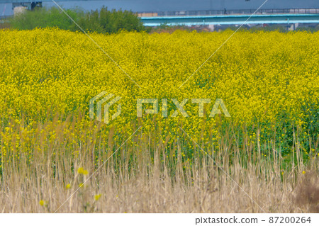 油菜花盛開的桂川河床 87200264
