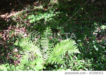 Autumn flowers 87200351