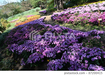 Autumn flowers 87200415