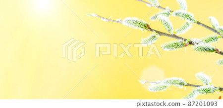 Sakura flower, spring blossom and April floral nature on yellow background. Banner for 8 march, Happy Easter with place for text. Springtime concept for greeting cards with copy space. 87201093