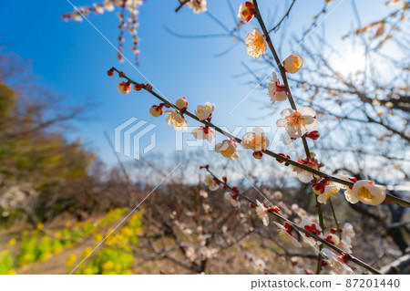 Flowering of white plum blossoms [white plum blossoms, blue sky and rape blossoms, image of spring coming] 87201440