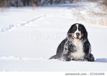看到這裡在雪地伯恩山犬 87201699