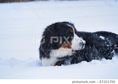 伯恩山犬在雪地裡顯得孤獨 87201700