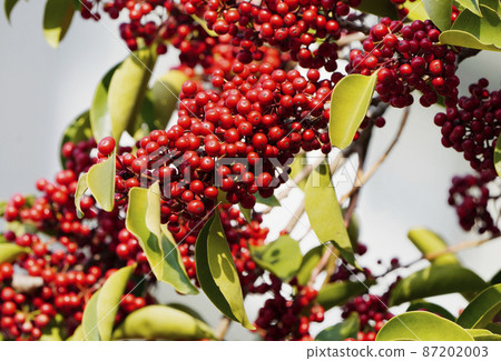 Fruit ripe red fruit 87202003