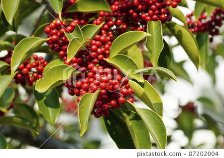 Fruit ripe red fruit 87202004