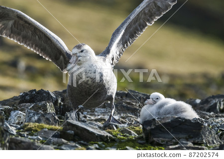 Antarctic giant petrel in nest , 87202574