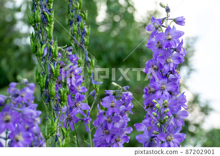 Violet Delphinium flowers Violet Delphinium flowers 87202901