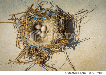 Small bird eggs in the nest 87202906