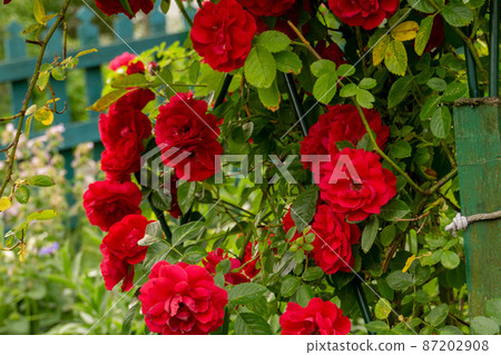 Red climbing rose bush 87202908