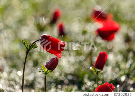 Blooming wild anemone (lat.- A. coronaria) in the meadow 87202925