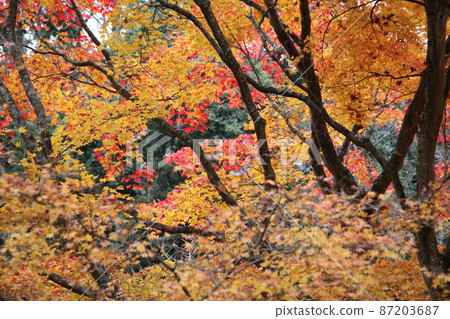 Autumn leaves of Nara Prefecture Taisyama Shrine 87203687