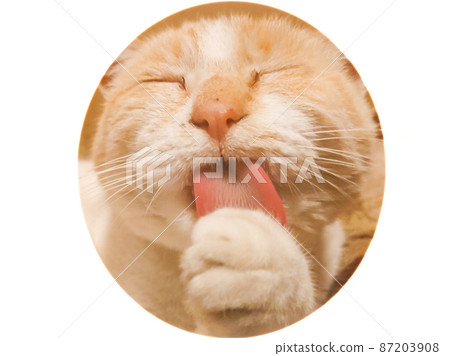 貓舔它的前腿 貓舔它的前腿 87203908