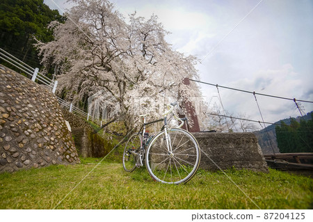 垂枝櫻花、吊橋和公路自行車 87204125