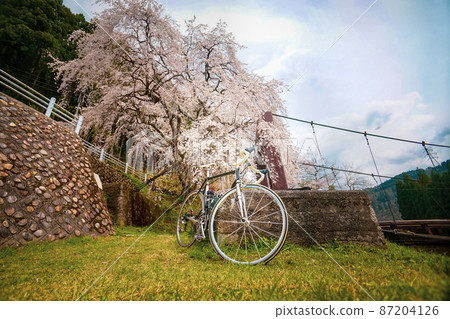 Weeping cherry tree, suspension bridge and road bike 87204126