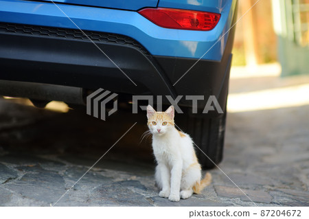 Wild cat on the streets of the medieval Phicardou (Fikardou) village, Cyprus. 87204672