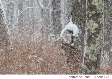 Ezo owl is closed 87205176