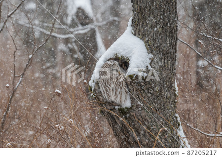 Ezo貓頭鷹關閉 87205217