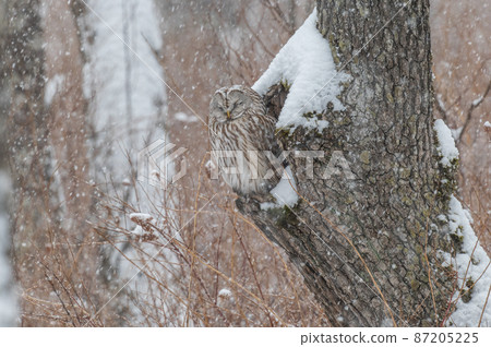 Ezo owl is closed Ezo owl is closed 87205225