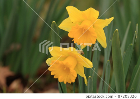 Yellow daffodil daffodil daffodil flower 87205326