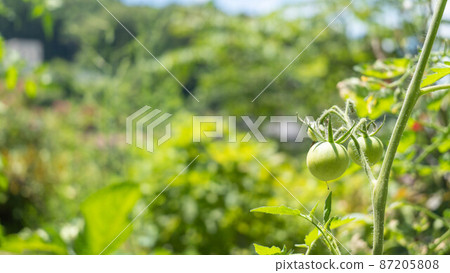 Immature green tomatoes. Kitchen garden. Immature green tomatoes. Kitchen garden. 87205808