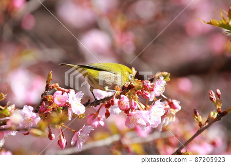 White-eye that perches on Kawazu cherry blossoms White-eye that perches on Kawazu cherry blossoms 87205923