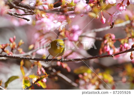 White-eye that perches on Kawazu cherry blossoms 87205926