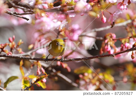 White-eye that perches on Kawazu cherry blossoms 87205927
