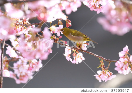 棲息在河津櫻花上的白眼 87205947