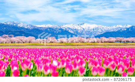 Asahi Funakawa (Spring) Asahi Funakawa (Spring) 87206175