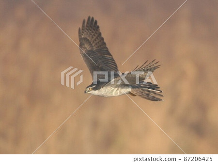 奧塔卡的飛行 87206425