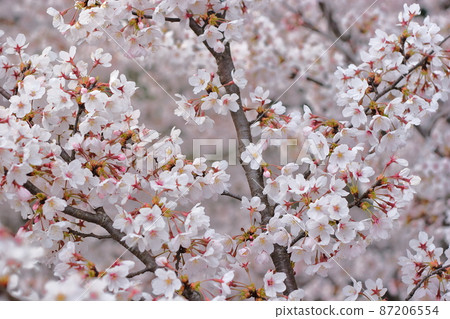 從三好市大關山公園的觀景台看到的櫻花（櫻花No.032） 87206554