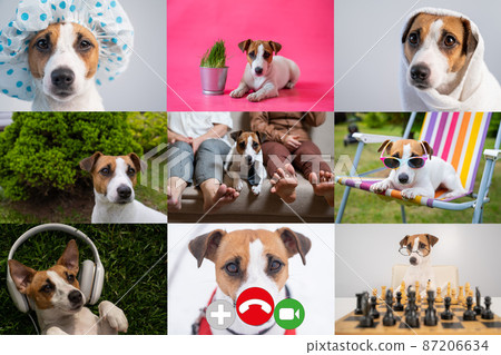 Video conference of nine dogs. Comic caricature of distance communication. 87206634