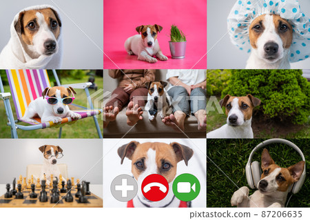 Video conference of nine dogs. Comic caricature of distance communication. 87206635