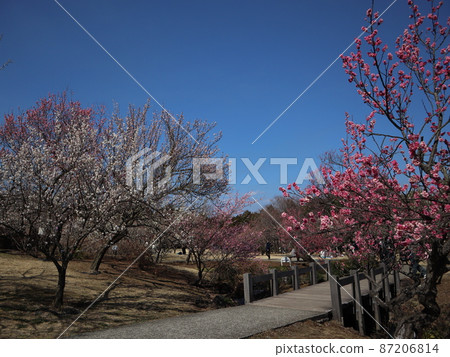 “小田原花卉園”梅花盛開的藍天 “小田原花卉園”梅花盛開的藍天 87206814