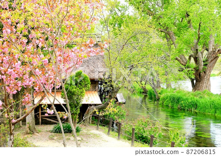 Daio Wasabi Farm的水磨坊 Daio Wasabi Farm的水磨坊 87206815