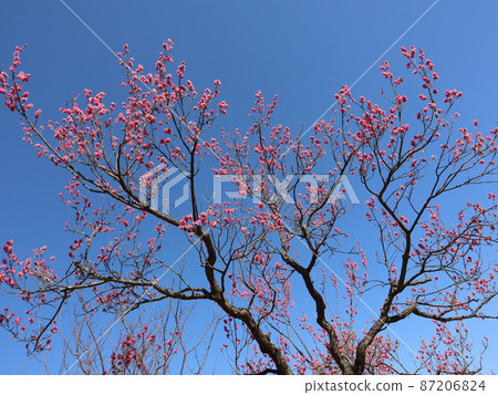 “小田原花卉園”梅花盛開的藍天 87206824