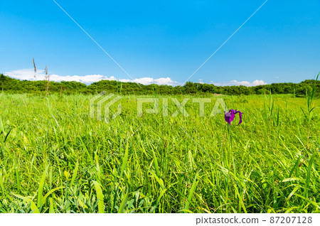 Hokkaido Summer Sarobetsu Primeval Flower Garden Hokkaido Summer Sarobetsu Primeval Flower Garden 87207128