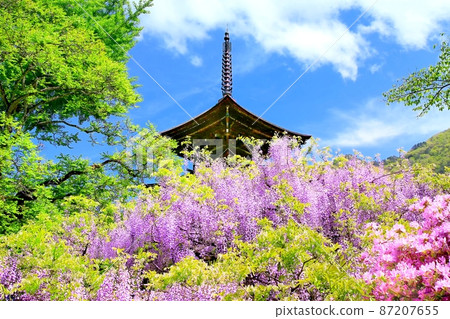 Zensanji Temple Triple Pagoda and Wisteria Flowers 87207655